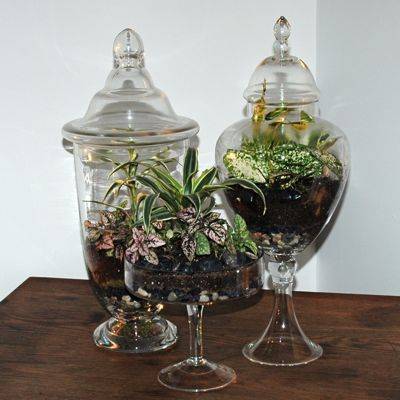 Terrariums have started gaining popularity in recent years 